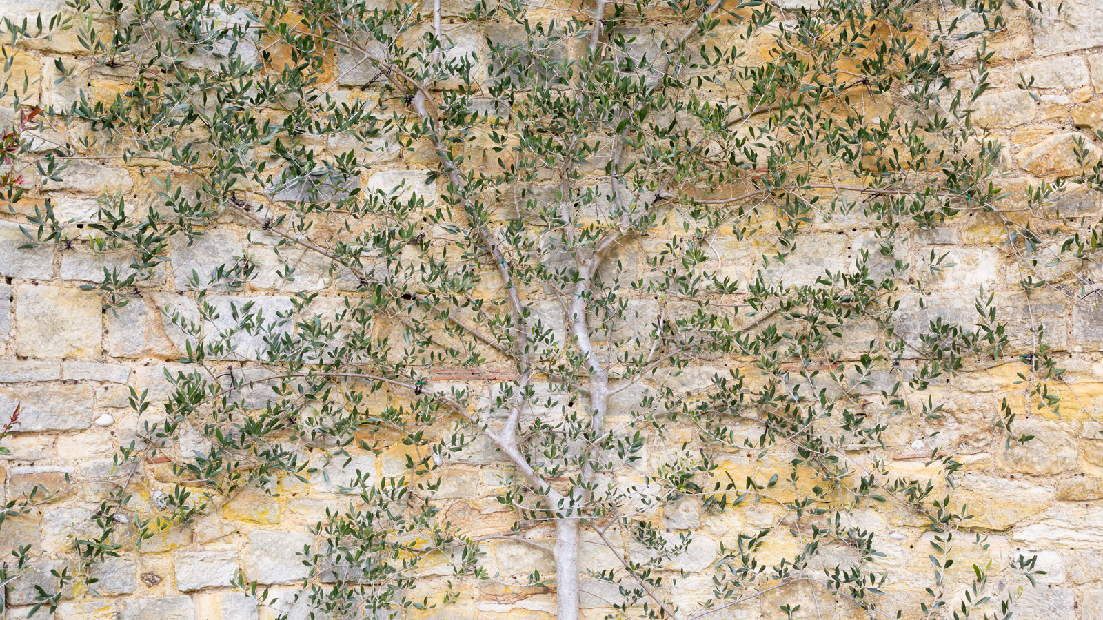 Ageing with Joy and Purpose