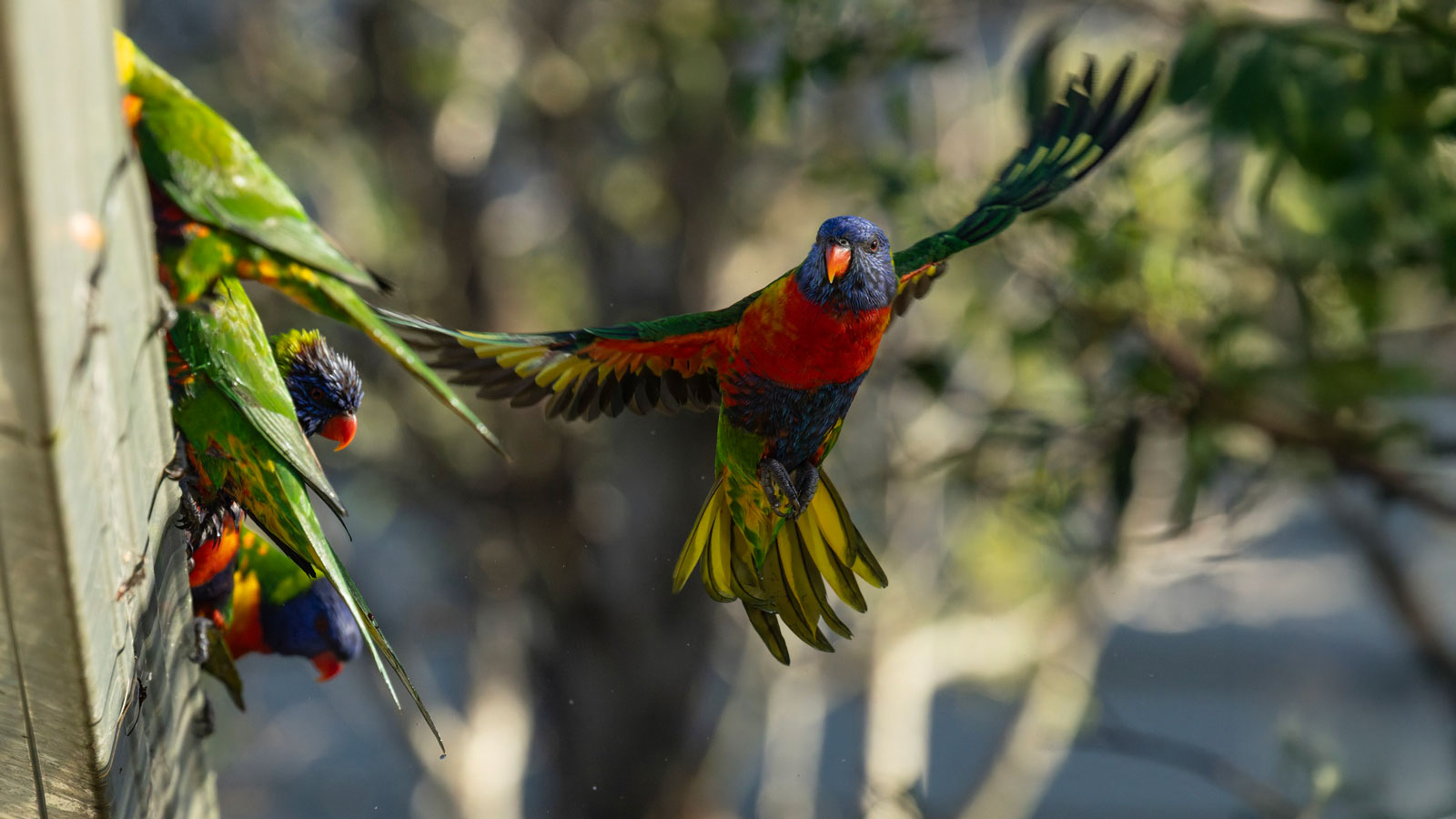 Write, Edit, Design & Publish a Book