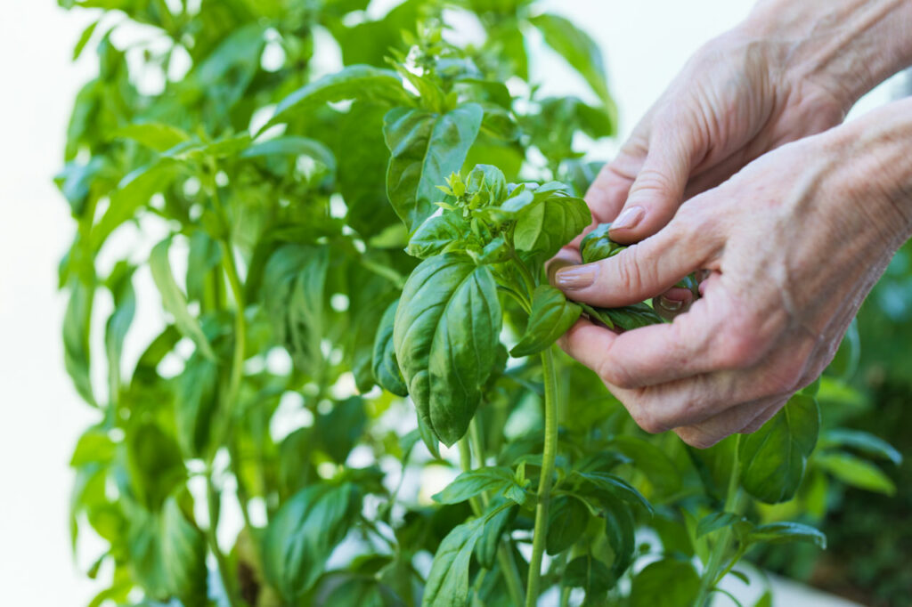 Ways to stay healthy in retirement